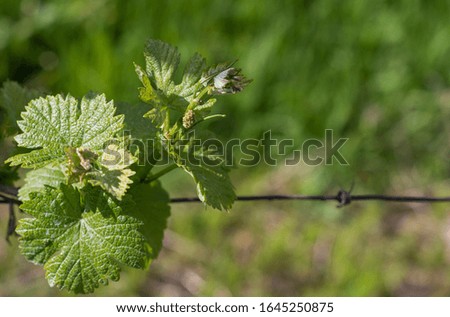 The vineyard in spring: vine shoots growing in spring. Artistic blurred effect. Springtime.