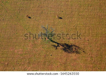 Aerial view of a tree in the field, Majorca lands, Balearic Island, Spain.