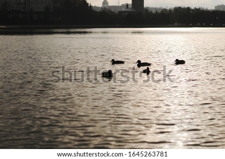 Silhouette of mallard ducks in a lake.
