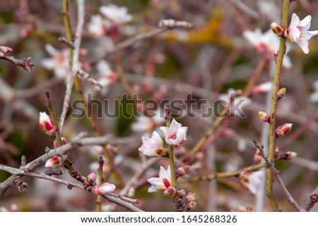 A picture of very beautiful cherry blossoms
