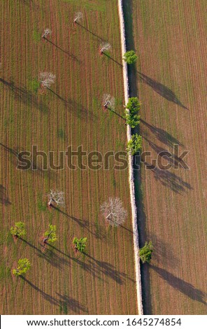 Aerial view of trees in the field, Majorca lands, Balearic Island, Spain.
