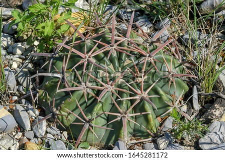 Echinocactus texensis in the northern Mexico Royalty-Free Stock Photo #1645281172