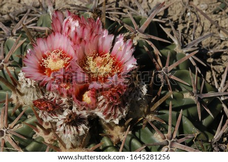 Echinocactus texensis in the northern Mexico Royalty-Free Stock Photo #1645281256