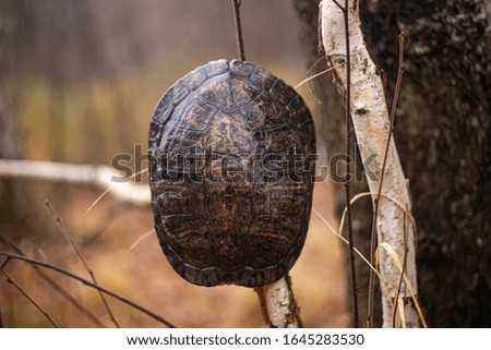 Turtle shell found in the forest. The land turtle left the shell. Autumn background with turtle skeleton.