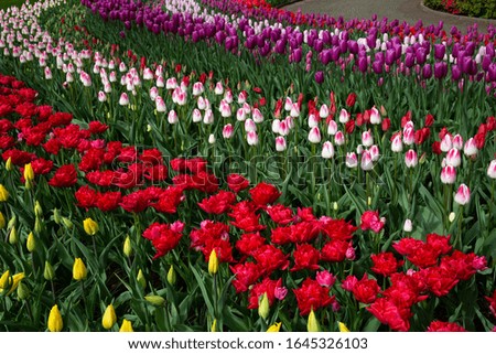 Colourful beds of tulip in springtime