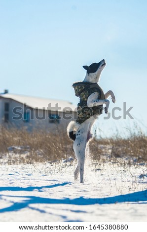 Basenji dog performs a jump command, photo in motion, winter and snow, studies