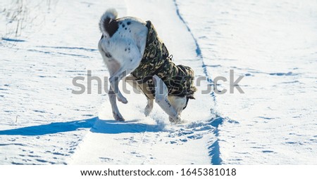 The dog hunts funny in the snow, photo in action, basenji in winter