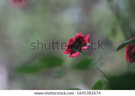beautiful pictures of red roses