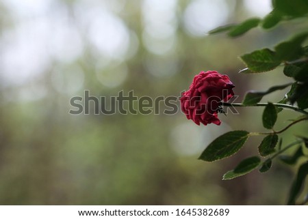 beautiful pictures of red roses
