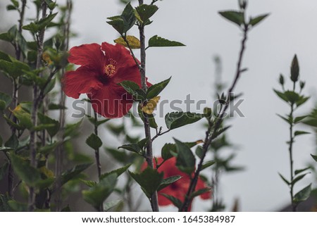 A red flower with a light faded tone to picture.