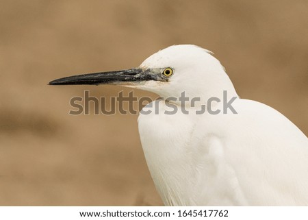 A little egret (Egretta garzetta) portrait