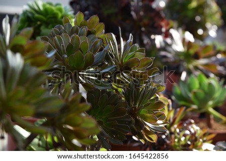 Aeonium Succulent Plants in a garden