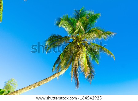 Trunk Palm Overhanging 