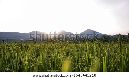 View of rice fields, forests and mountains at sunrise