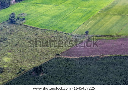 Picture of a rice field plot from a high angle.