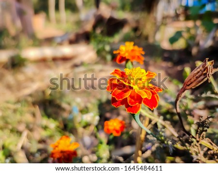 french marigolds flower hd photo