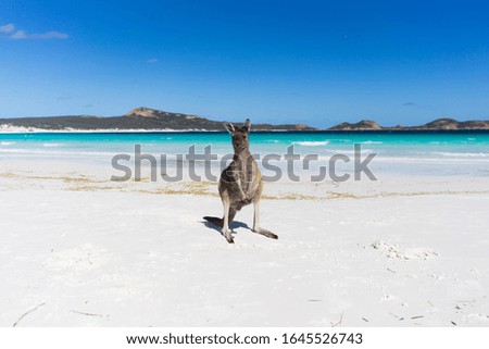 Australian kangaroo on white sand beach on a sunny day. Esperance, Western Australia.