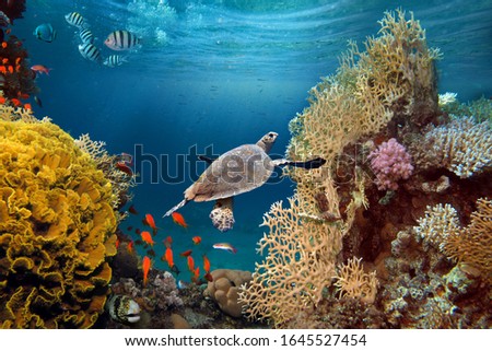 Life-giving sunlight underwater. Sun beams shinning underwater on the tropical coral reef.Ecosystem and environment conservation Royalty-Free Stock Photo #1645527454