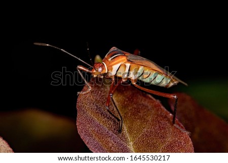 Leaf footed Bug of the species Hypselonotus interruptus