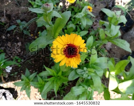 Calendula officinalis, the pot marigold, ruddles, common marigold or Scotch marigold, is a plant in the genus Calendula of the family Asteraceae. It is probably native to southern Europe.