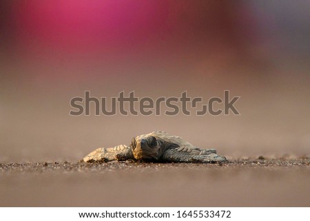 Olive Ridley Turtle low angle shot on beach