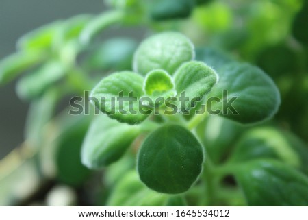 a close view of the plant Royalty-Free Stock Photo #1645534012