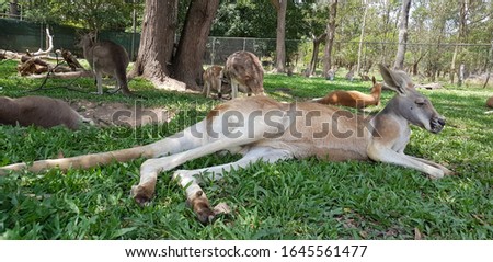 Kangaro Resting on the Grass in Sanctuary