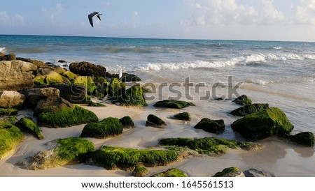 Rocks next to the beach with ocean background and bird flying