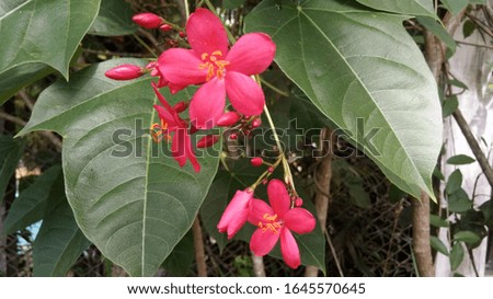 beautiful red flower and leaves in the garden,nature photo object