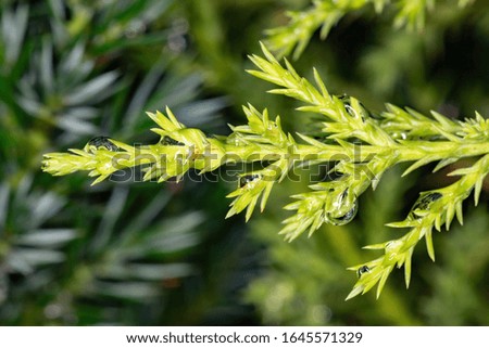 Conifer of the Order Pinales in macro view