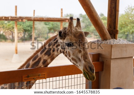 Giraffe head close-up. A beautiful and large mammal. Giraffe eating the fresh leaves