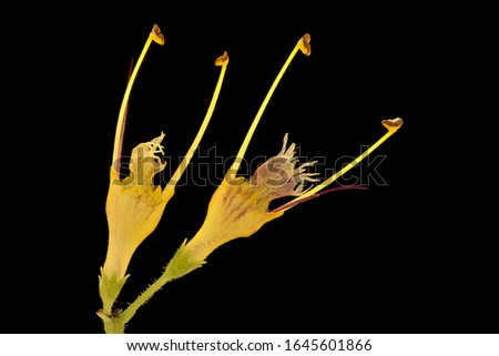 Collinsonia canadensis. Stoneroot flower Macro lens