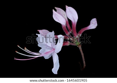 Rhododendron periclymenoides, Pinxter Azalea , flwer Macro lens