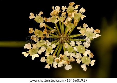 Water Hemlock. Cicuta maculata , Flower Macro lens