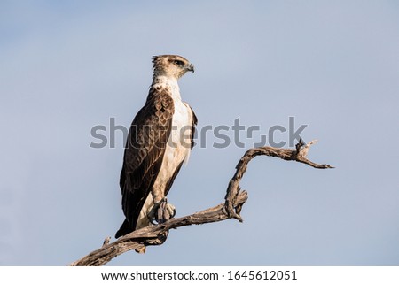 Juvenile Martial Eagle perched on a branch