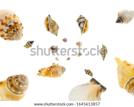 Shells pattern. Starfish, seashell falling on white. Tropical hello summer background