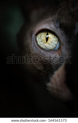 Cat portrait in the dark