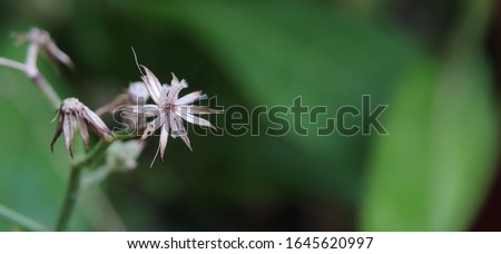 Photo of Marjoram or Origanum majorana flower