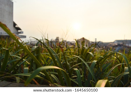 beautiful grass silhouette with sunset in background