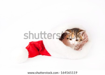 kitten (cat) in a santa hat on a white background.