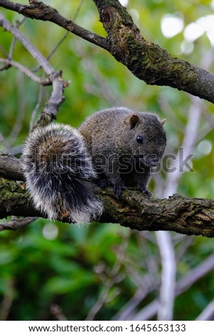 wild animal squirrel is on branch