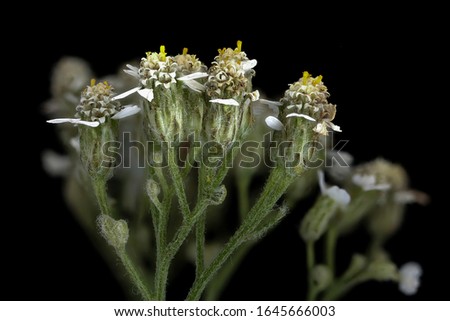 Yarrow. Native Achillea millifolium , Flower Macro lens