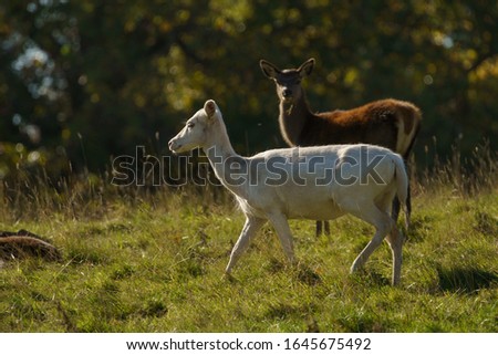 Young white Deer walking on a sunny day in a Deer Park.