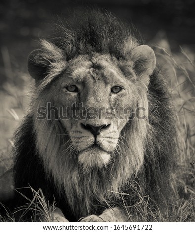 A wonderful Asiatic male lion, majestic lion, lion king in early morning in nature in black and white picture. A lion eye to eye contact