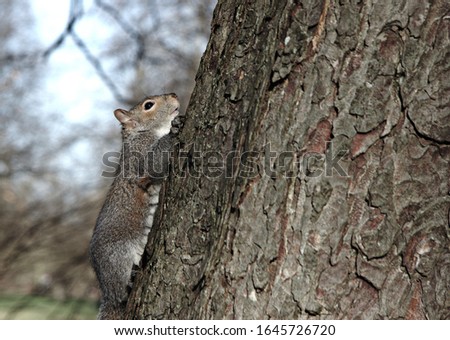 A squirrel climbing up to a tree
