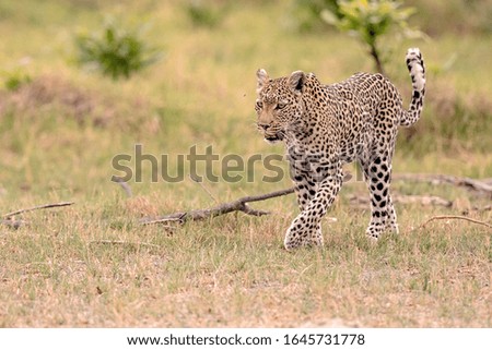 Beautiful Leopard in the Okavango Delta, Botswana