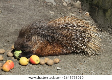 young strong porcupine is eating fresh fruits