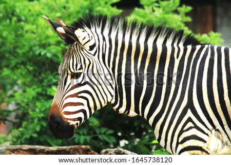 zebra animal is resting in the garden