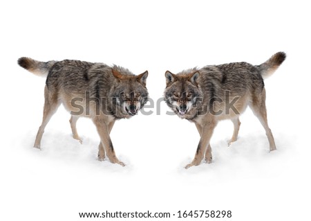  two gray wolf with a grin is isolated on a white background.