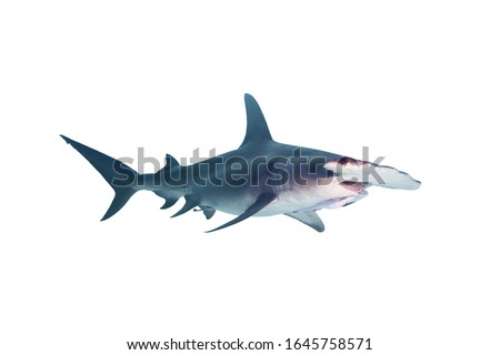 Great Hammerhead Shark Isolated on White Background 